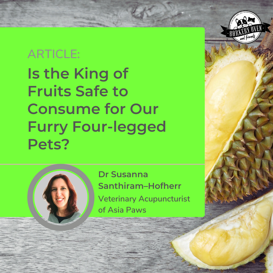 Is The King of Fruits – Durian, Safe to Consume for Our Furry Four-legged Pets?