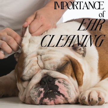 The Silent Symphony: The Importance of Regular Ear Cleaning for Our Furry Friends
