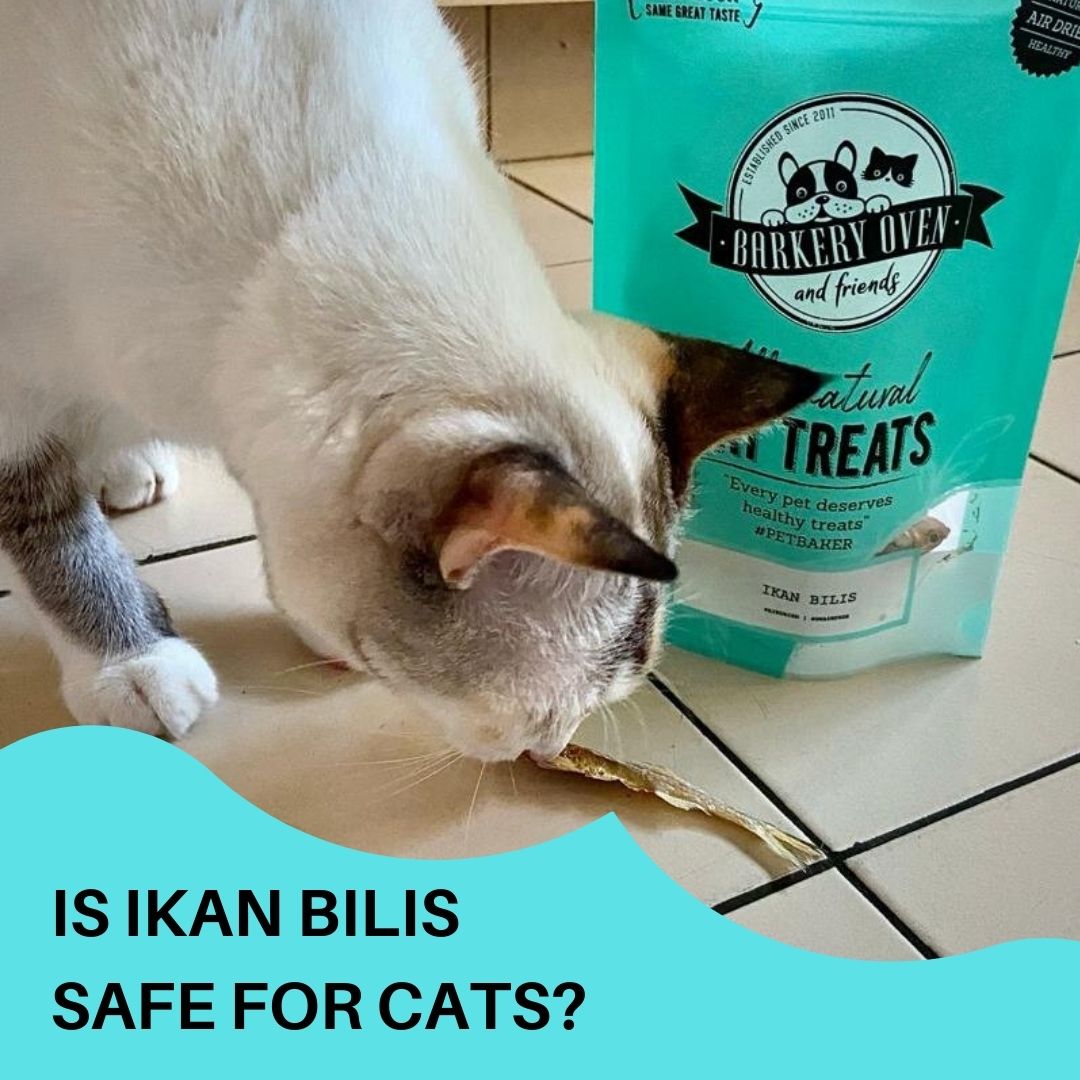 Are Anchovies (Ikan Bilis) Safe for Cats?