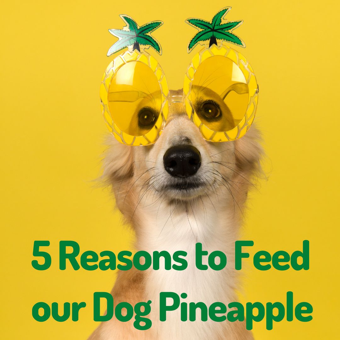 5 reasons to feed our dog pineapple