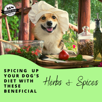 Spicing Up Your Dog’s Food with These Beneficial Herbs & Spices
