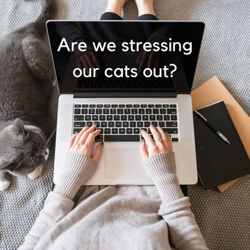 5 Ways How You Can Destress Your Cats While in Lockdown