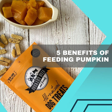 5 Benefits to Feed Your Dog Pumpkin, The Superfood for Dogs