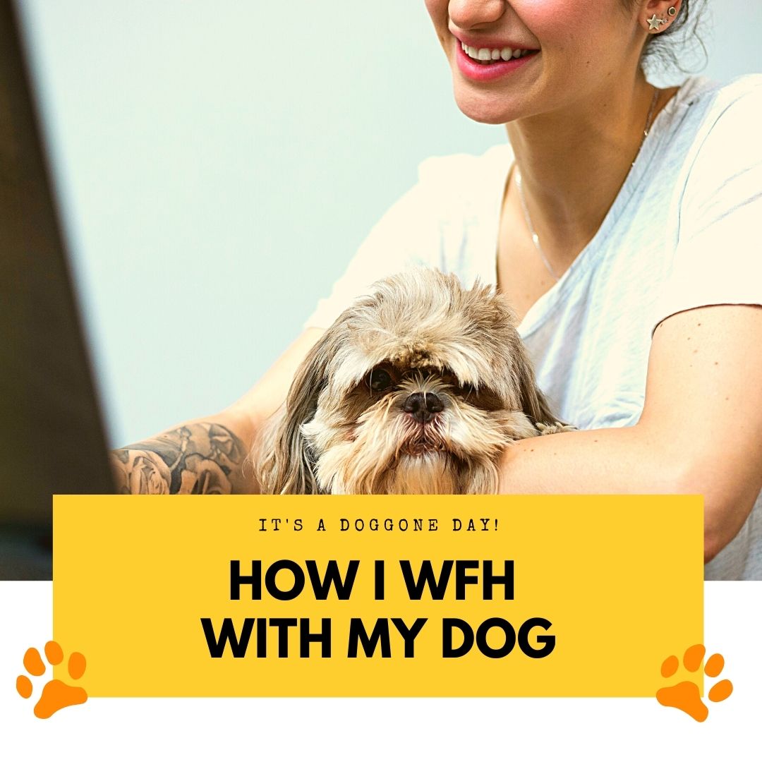 5 Ways I Learnt to Work From Home with My Cat and Dogs