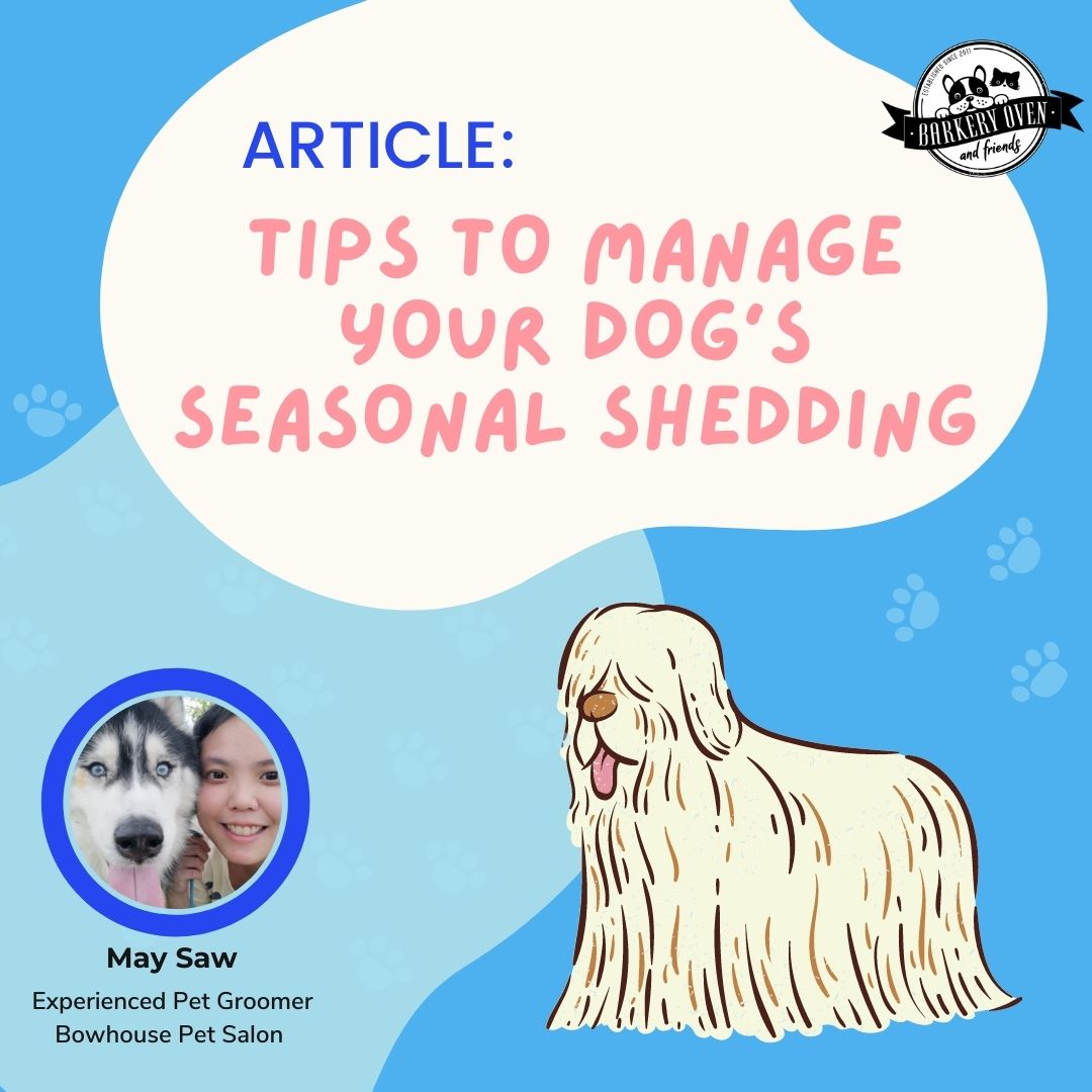 3 Tips to Manage Your Dog’s Seasonal Shedding