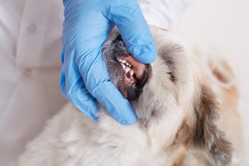 Pet Dental Health Month: The Importance of Dental Care for Our Pets