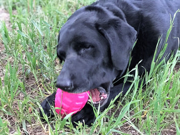 SODAPUP Rubber Grenade Treat Dispenser Toy