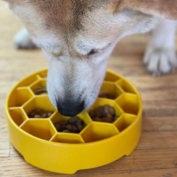 SODAPUP Enrichment Honeycomb e-Bowl